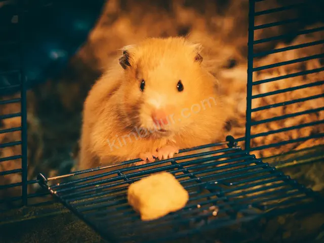 Kobay (Guinea Pig) · Derik — 1-3 Yaş, Dişi — fotoğraf 2