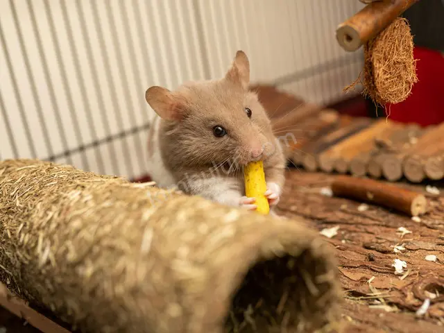 Kobay (Guinea Pig) · Osmangazi — 6-12 Ay, Dişi