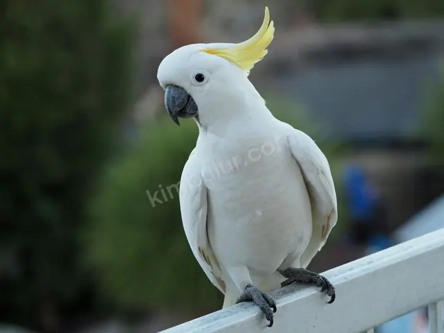 Sultan Papağanı · Ereğli — 6-12 Ay, Dişi