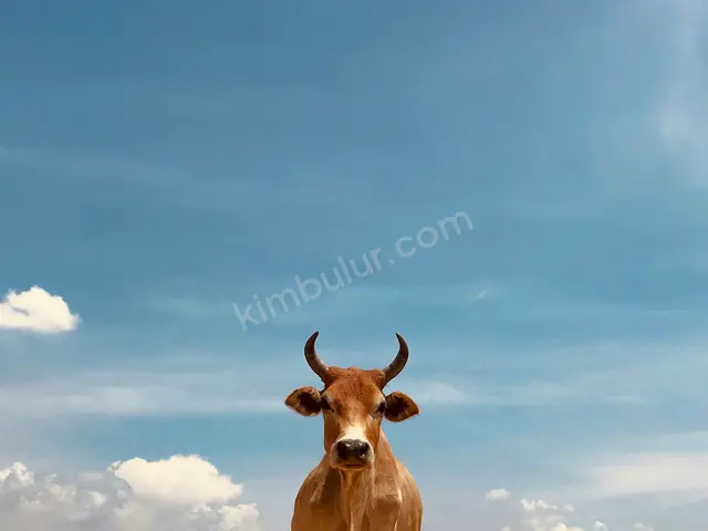 27 Adet Büyükbaş Hayvan — fotoğraf 2