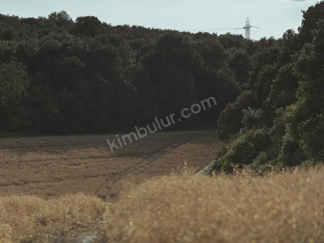 Bağcılar 11.750 m² Satılık Zeytinlik — fotoğraf 2