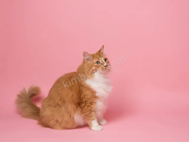 Kedi Ürünleri · Acıpayam — Temiz