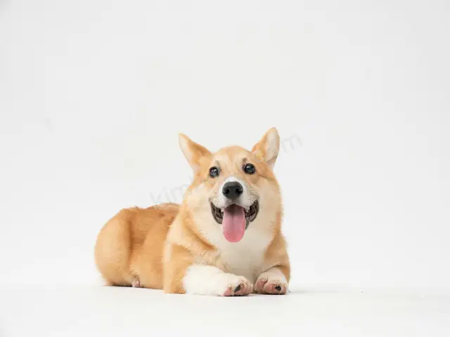 'Şans' Yuva Arıyor — Ücretsiz Köpek Sahiplendirme — fotoğraf 3
