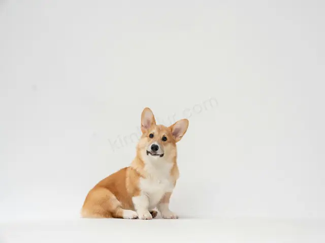 'Zeytin' Yuva Arıyor — Ücretsiz Köpek Sahiplendirme — fotoğraf 3