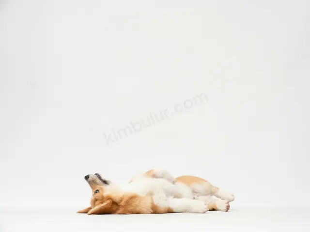 Köpek Ürünleri · Ümraniye — Faturalı — fotoğraf 2