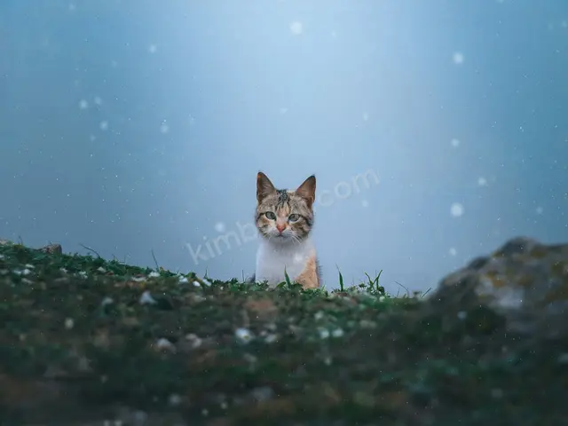 Kedi Ürünleri · Haliliye — Kutulu — fotoğraf 2