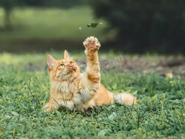 Kedi Ürünleri · Acıpayam — Temiz — fotoğraf 4