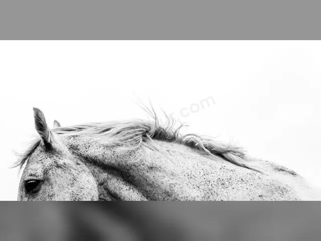 6 Adet At & Binicilik — fotoğraf 4