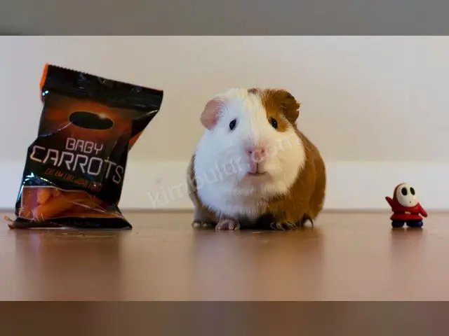 Hamster & Gerbil · Karşıyaka — 3 Yaş ve üzeri, Erkek