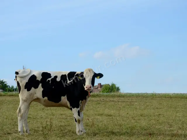 36 Adet Büyükbaş Hayvan — fotoğraf 4