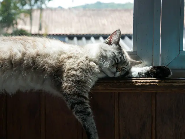 Kedi Ürünleri — Temiz — fotoğraf 3