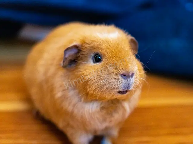 Hamster & Gerbil · Alanya — 0-6 Ay, Belirtilmemiş — fotoğraf 2