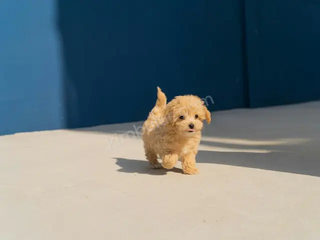 'Zeytin' Yuva Arıyor — Ücretsiz Köpek Sahiplendirme