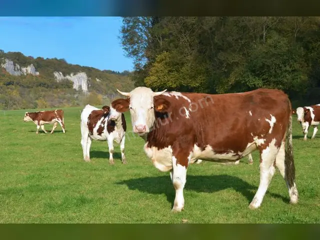 31 Adet Büyükbaş Hayvan