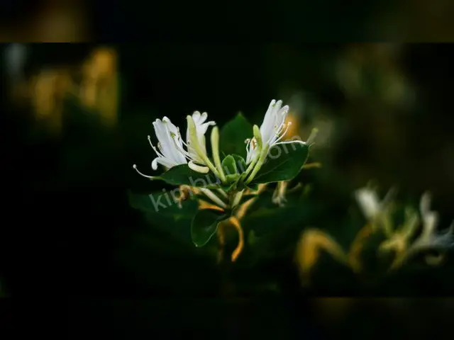 Muratpaşa Kahve & Çay — Kooperatiften