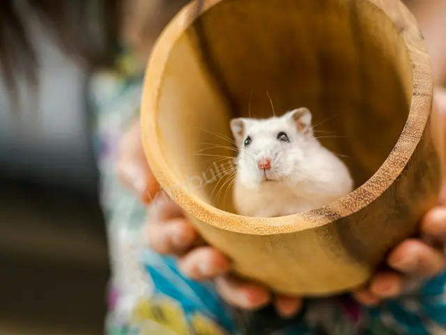 Kobay (Guinea Pig) · Seyitgazi — 6-12 Ay, Dişi