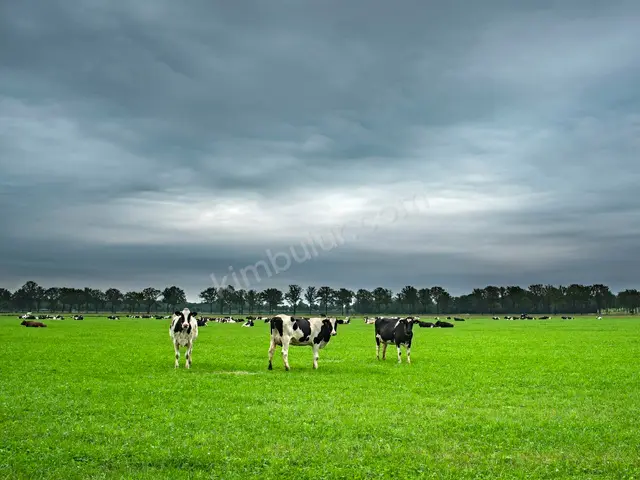 İzmit 20.000 m² Satılık Sanayi İmarlı Arsa — fotoğraf 4