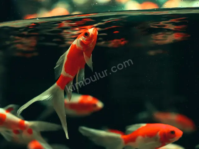 Deniz Akvaryumu & Mercan · Edremit — 1-3 Yaş, Erkek — fotoğraf 2