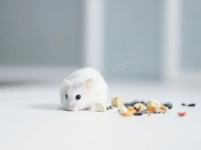 Hamster & Gerbil · Darıca — 6-12 Ay, Erkek