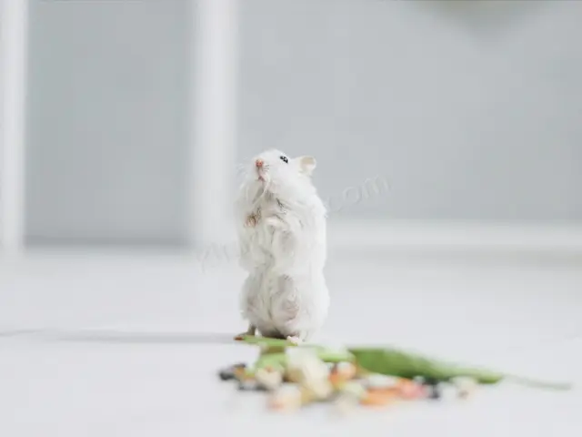Kobay (Guinea Pig) · Derik — 1-3 Yaş, Dişi — fotoğraf 3