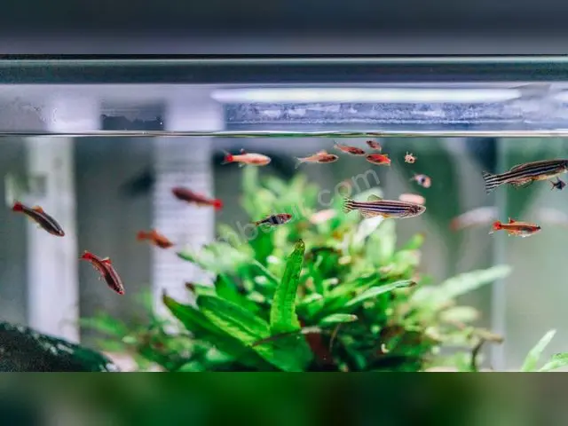 Japon & Koi Balığı — 0-6 Ay, Belirtilmemiş