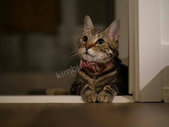 'Fıstık' Yuva Arıyor — Ücretsiz Kedi Sahiplendirme — fotoğraf 3