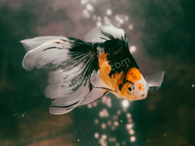 Japon & Koi Balığı — 0-6 Ay, Belirtilmemiş — fotoğraf 4