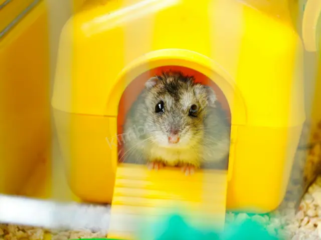 Hamster & Gerbil · Of — 3 Yaş ve üzeri, Belirtilmemiş