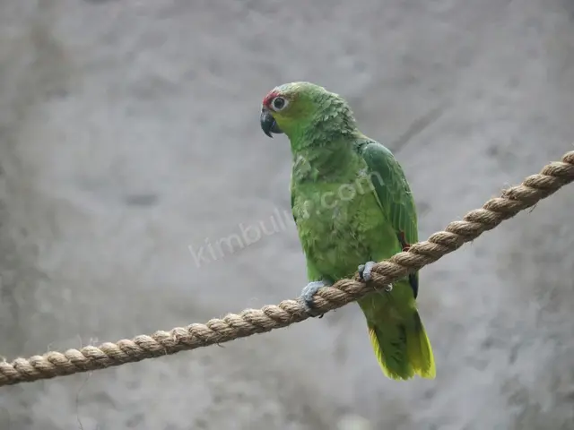 Güvercin · Karasu — 6-12 Ay, Dişi
