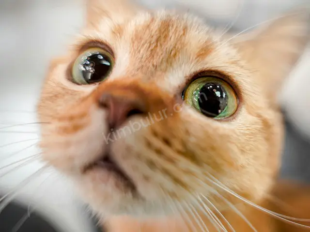 Kedi Ürünleri · Acıpayam — Temiz — fotoğraf 2