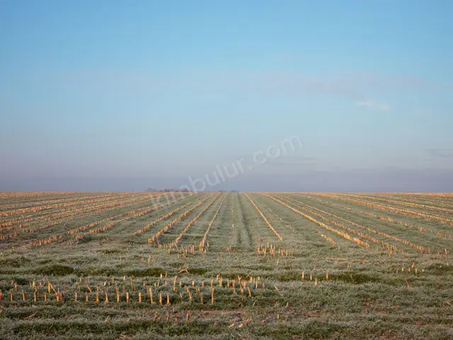 Erciş 9.500 m² Kiralık Ticari İmarlı Arsa — fotoğraf 4
