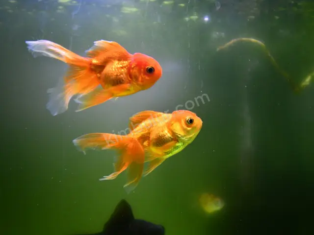 Deniz Akvaryumu & Mercan — 3 Yaş ve üzeri, Belirtilmemiş — fotoğraf 2
