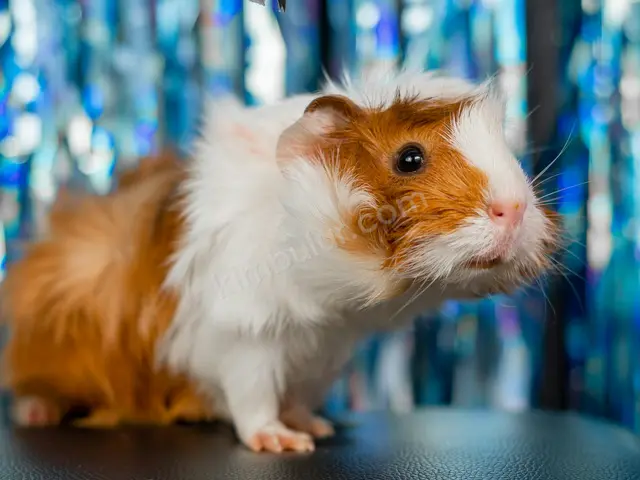 Kobay (Guinea Pig) · Derik — 1-3 Yaş, Dişi