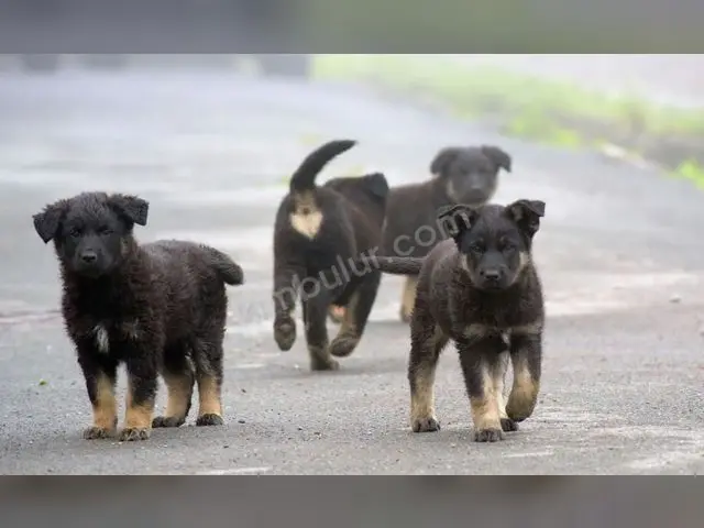 Mama Sandalyesi · Küçükçekmece — Sıfır Gibi, Temiz