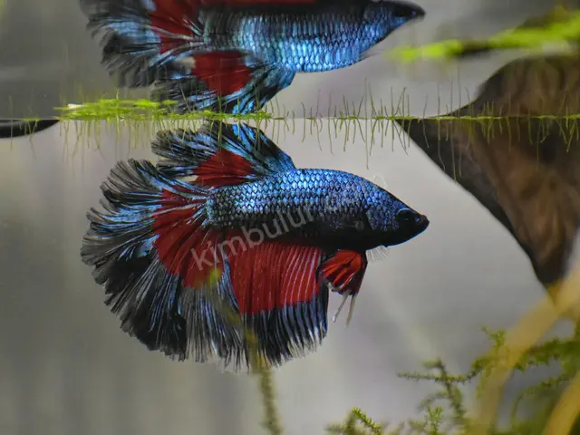 Japon & Koi Balığı — 0-6 Ay, Belirtilmemiş — fotoğraf 2