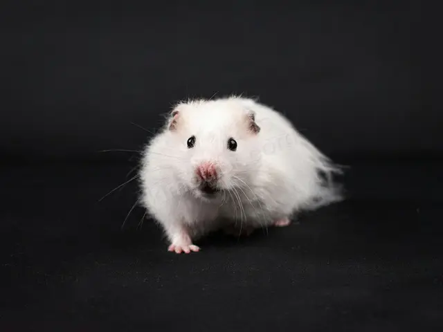 Hamster & Gerbil · Of — 3 Yaş ve üzeri, Belirtilmemiş — fotoğraf 2