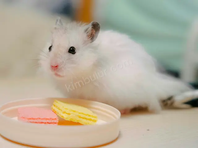 Hamster & Gerbil · Alanya — 0-6 Ay, Belirtilmemiş