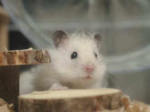 Hamster & Gerbil — 6-12 Ay, Belirtilmemiş