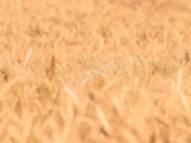 Saray 13.400 m² Kat Karşılığı Konut + Ticari İmarlı Arsa — fotoğraf 2
