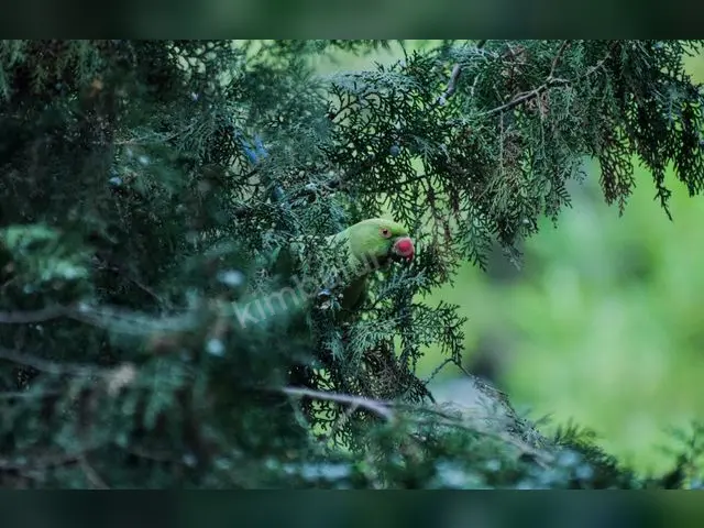 Kuş Ürünleri · Akçadağ — Tüm Aksesuarlarıyla — fotoğraf 3