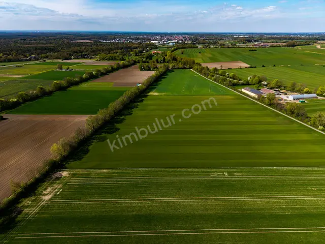 Bağcılar 11.750 m² Satılık Zeytinlik — fotoğraf 4