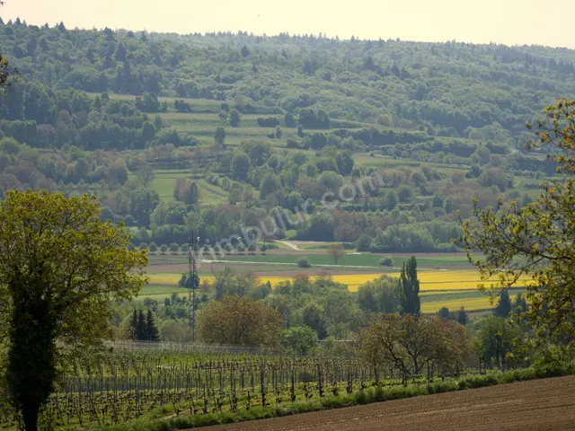 Süleymanpaşa 16.550 m² Satılık Zeytinlik — fotoğraf 2